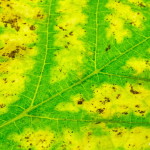 00765/_MG_7274 00765/_MG_7274