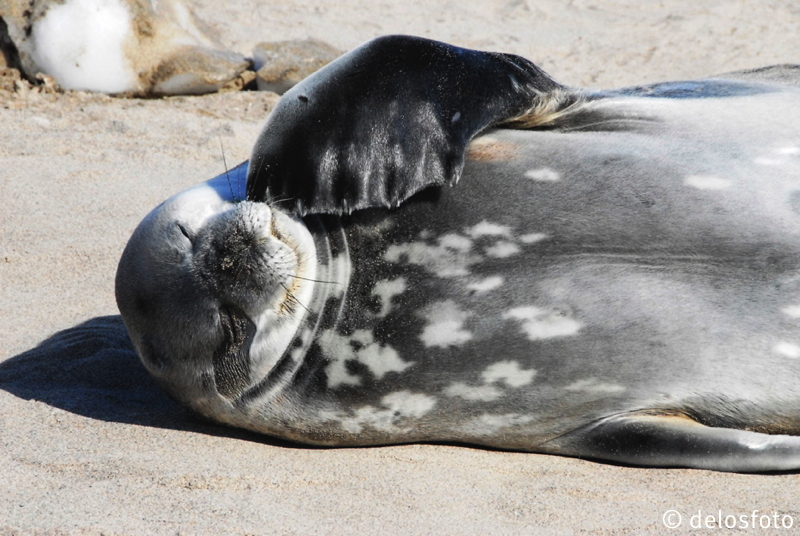 00309/Antarktis2010_132 (4)