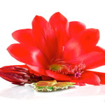 00729/_MG_2376 00729/_MG_2376