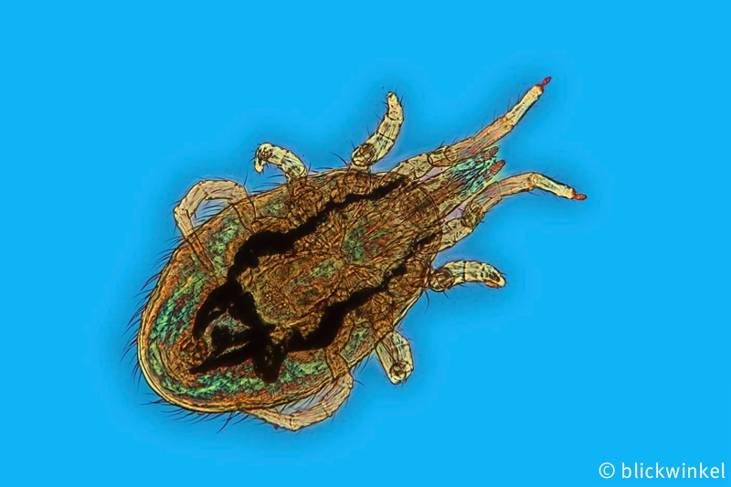 Huehnermilbe, Rote Vogelmilbe, Dermanyssus gallinae, red mite of poultry, poultry red mite, red chicken mite, chicken mite