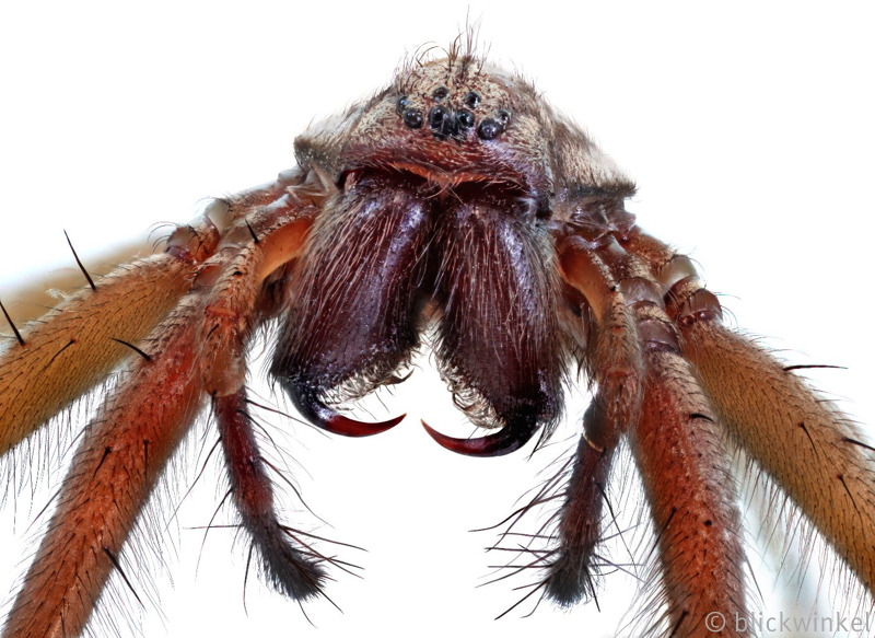 Grosse Hauswinkelspinne, Tegenaria gigantea, Tegenaria atrica, giant European house spider, giant house spider, larger house spider, cobweb spider