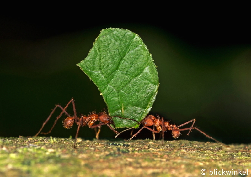 Blattschneiderameise, Atta spec., leafcutting ant