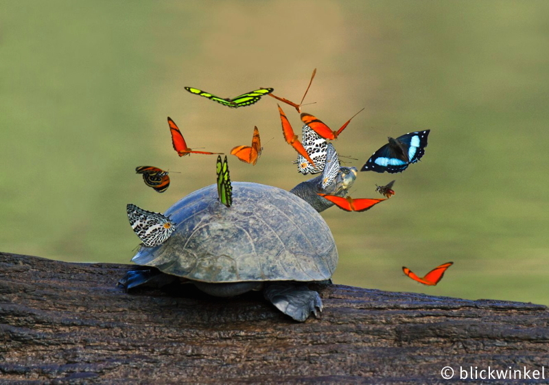 Terekay-Schildkroete, Terekayschildkroete, Terekay-Schienenschildkroete, Terekayschienenschildkroete, Podocnemis unifilis, Yellow-headed sideneck, Yellow-spotted sideneck turtle, Yellow-spotted Amazon River turtle, Yellow-spotted river turtle