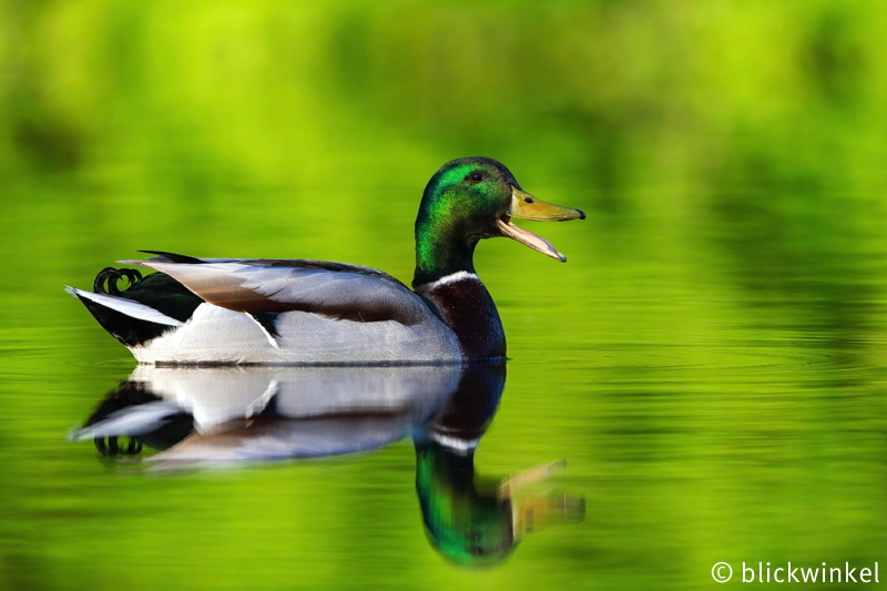 Stockente, Stock-Ente, Anas platyrhynchos, mallard