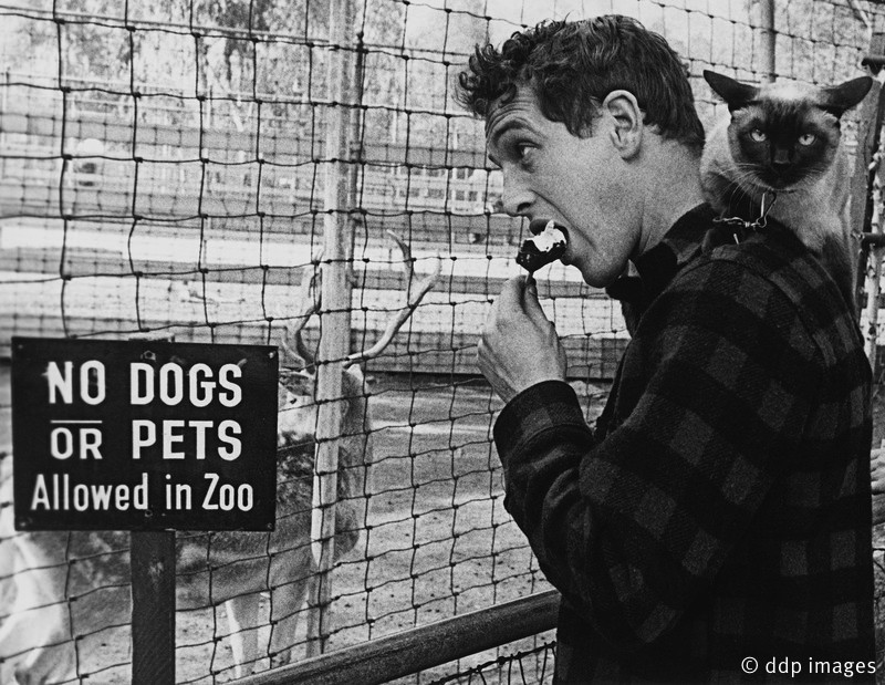 Paul Newman with Louis XIV, Sanford Roth's cat 1956 © 1978 Sanford Roth / AMPAS