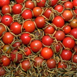 lpx_112828 lpx_112828