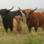 lpx_123412 lpx_123412