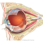 Anatomie des Auges in der Orbita Anatomie des Auges in der Orbita