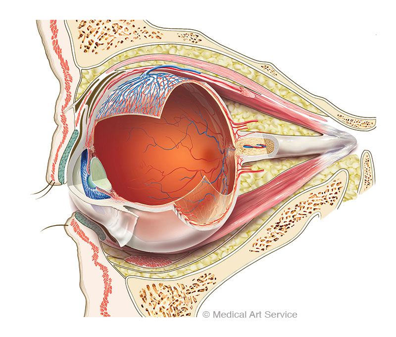 Anatomie des Auges in der Orbita