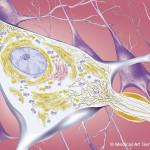 Illustration von Nervenzellen Illustration von Nervenzellen