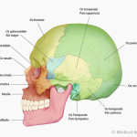 Anatomie des Schaedels, von lateral mit Text Anatomie des Schaedels, von lateral mit Text