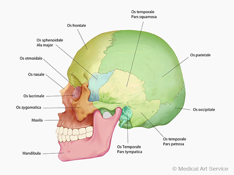 Anatomie des Schaedels, von lateral mit Text