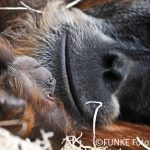 Ein Orang-Utan-Baby mit seiner Mutter Farida in der Zoom Erlebniswelt in Gelsenkirchen am 4. Oktober 2011. Das noch namenlose Maennchen (von den Pflegern wird es entweder King Louis oder Schorsch genannt) war am 28. September geboren wurden. Vater ist der 39-jaehrige Schubbi, das einzige Maennchen der Orang-Utan-Gruppe im Gelsenkirchener Zoo.