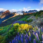 Madeira-Natternköpfe (Echium nervosum) am Pico do Arieiro (1818m), Insel Madeira, Portugal