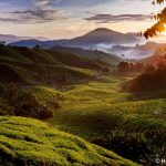 Sonnenaufgang über den Teeplantagen der Sungei Palas BOH Plantation, Cameron Highlands, Malaysia